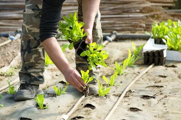 Egy béres salátát ültet a földbe, ami a mezőgazdasági munkát jelképezi.