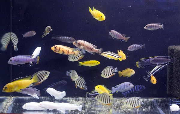 Színes édesvízi halak úsznak egy akváriumban, tükrözve az akvarista munka szépségét.
