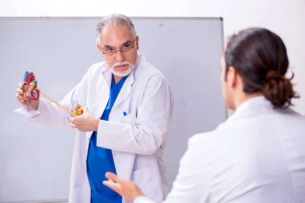 Egy tapasztalt orvos szívmodellt mutat be fiatal asszisztensének.