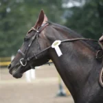 Mennyit keres egy belovagló?