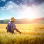 Mennyit keres egy aranykalászos gazda?