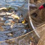 Mennyit keres egy halőr?