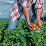 Mennyit keres egy általános mezőgazdasági foglalkoztatott?