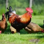 Mennyit keres egy baromfitartó és -tenyésztő?