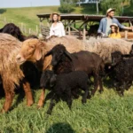 Mennyit keres egy bojtár?