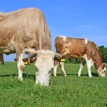 Mennyit keres egy állattartó szakmunkás?