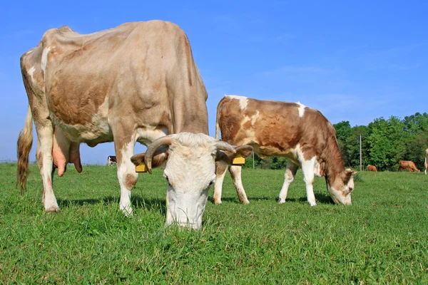 Mennyit keres egy állattartó szakmunkás?