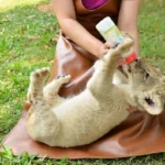 Mennyit keres egy állatgondozó?